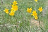 Tulipa kolpakowskiana