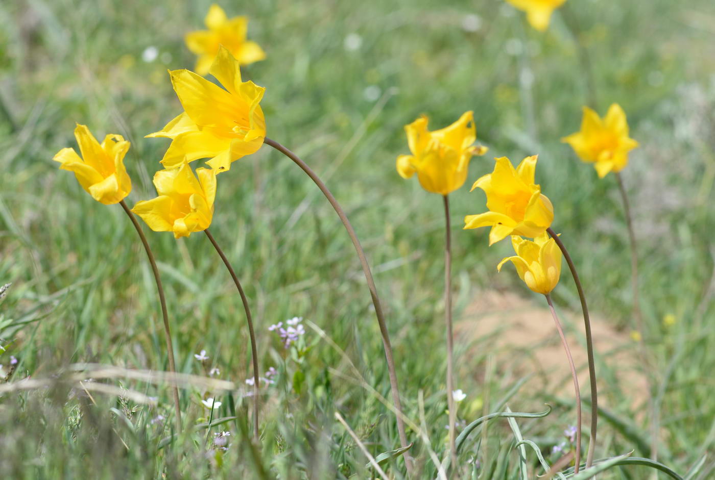 Изображение особи Tulipa kolpakowskiana.