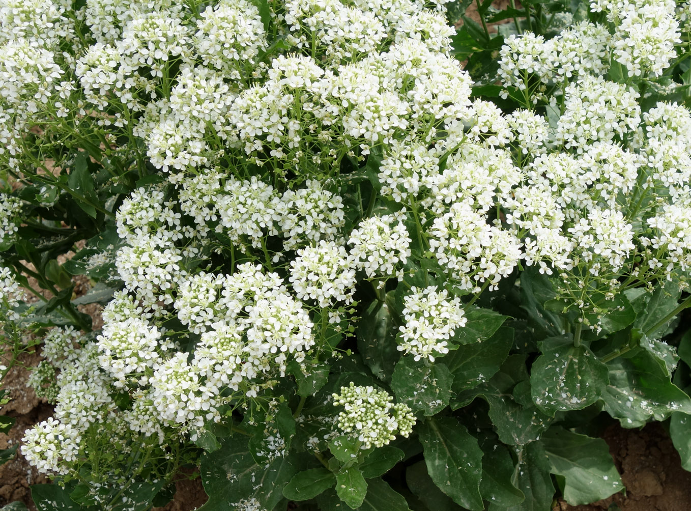 Image of Cardaria repens specimen.