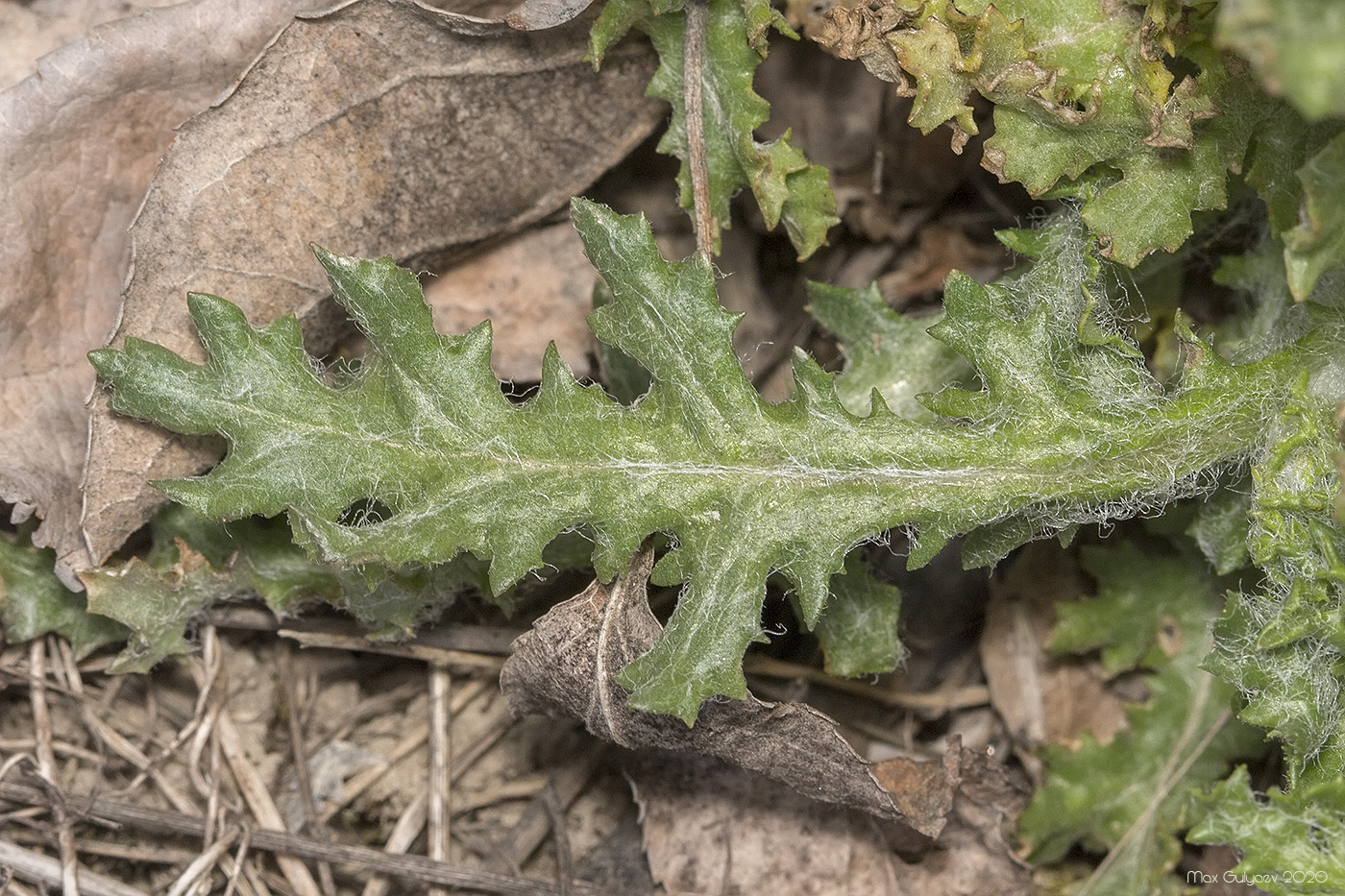 Изображение особи Senecio vernalis.