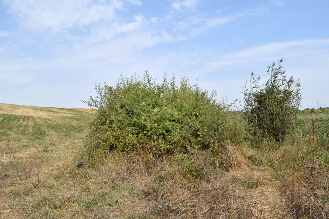 Image of Rosa beggeriana specimen.