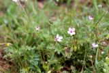 Erodium cicutarium. Цветущие и плодоносящие растения. Казахстан, Туркестанская обл., с. Жабаглы, 1100 м н.у.м., на южном склоне сая (балки). 30 апреля 2020 г.