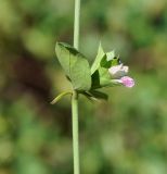 Acanthoprasium integrifolium