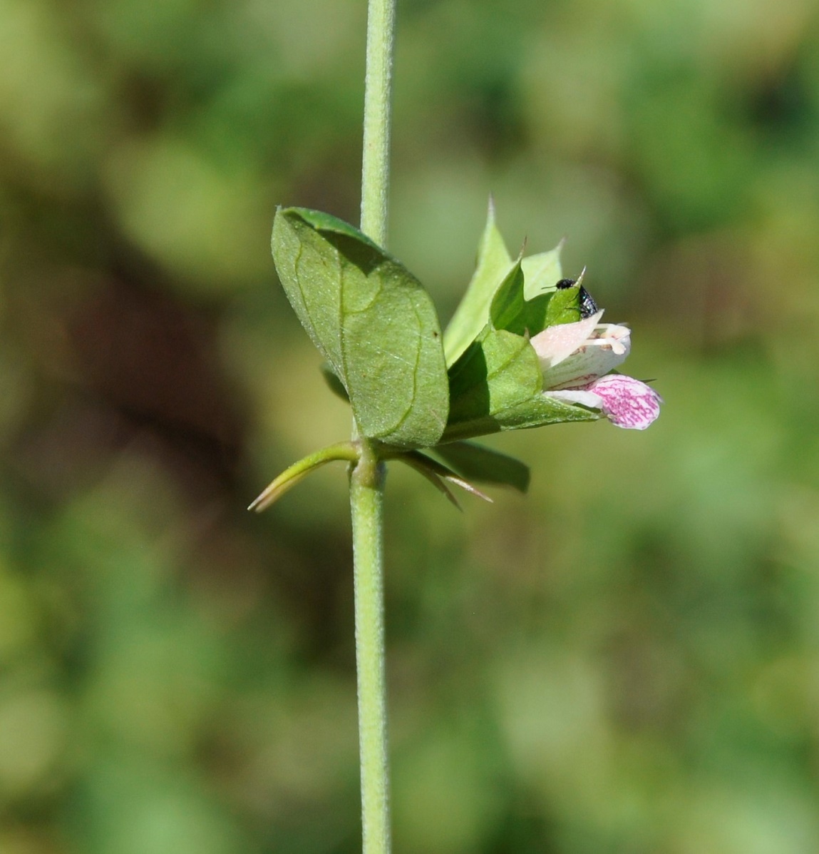 Image of Acanthoprasium integrifolium specimen.