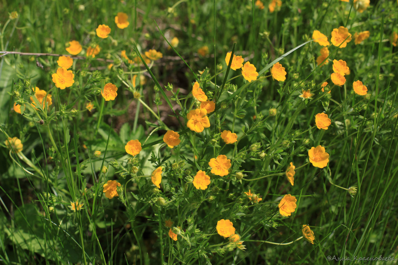 Изображение особи Potentilla heptaphylla.