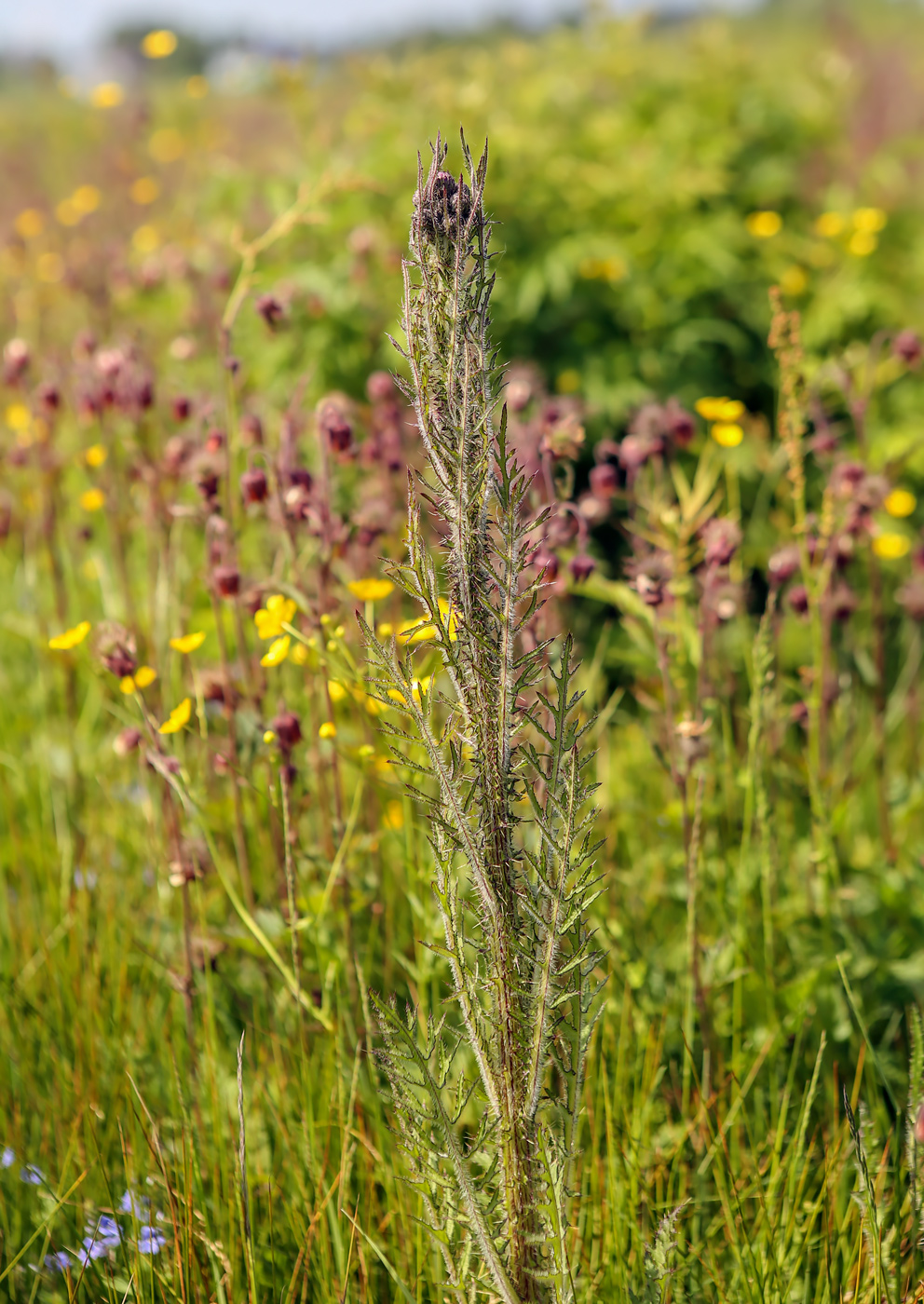 Изображение особи Cirsium palustre.