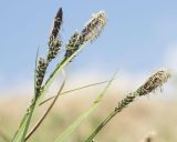 genus Carex