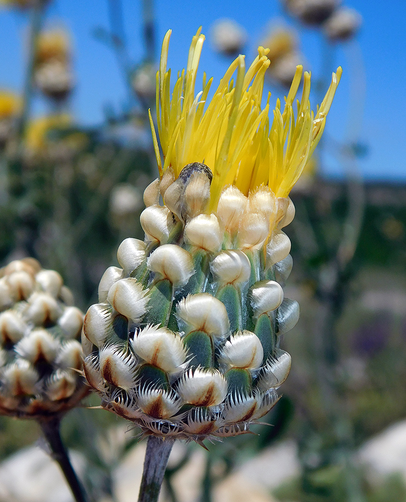 Image of Centaurea orientalis specimen.