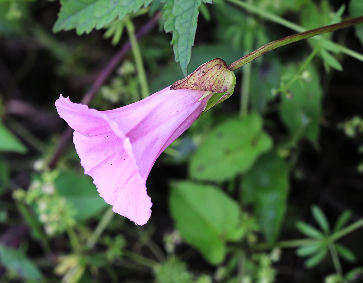 Image of Calystegia subvolubilis specimen.