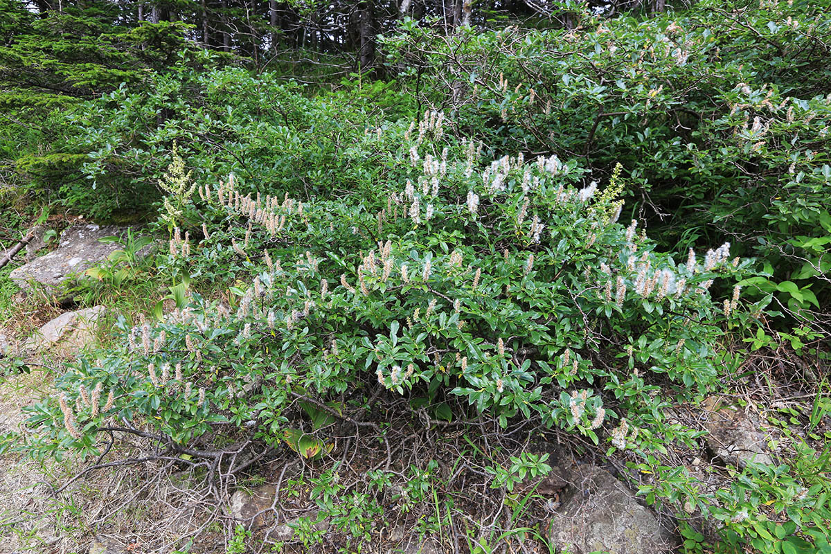 Image of Salix woroschilovii specimen.