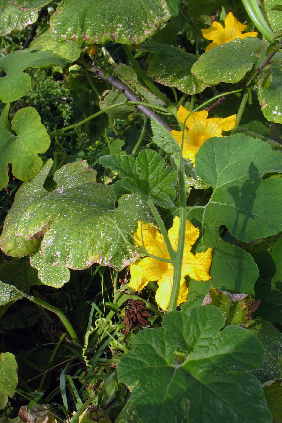 Изображение особи Cucurbita ficifolia.