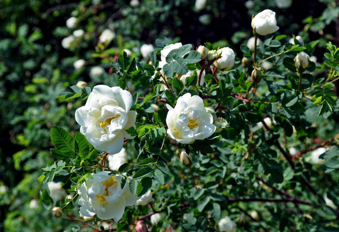 Image of Rosa spinosissima specimen.