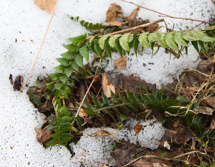 Изображение особи Polystichum lonchitis.