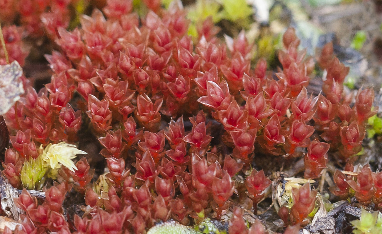 Image of genus Bryum specimen.