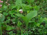 Cypripedium guttatum