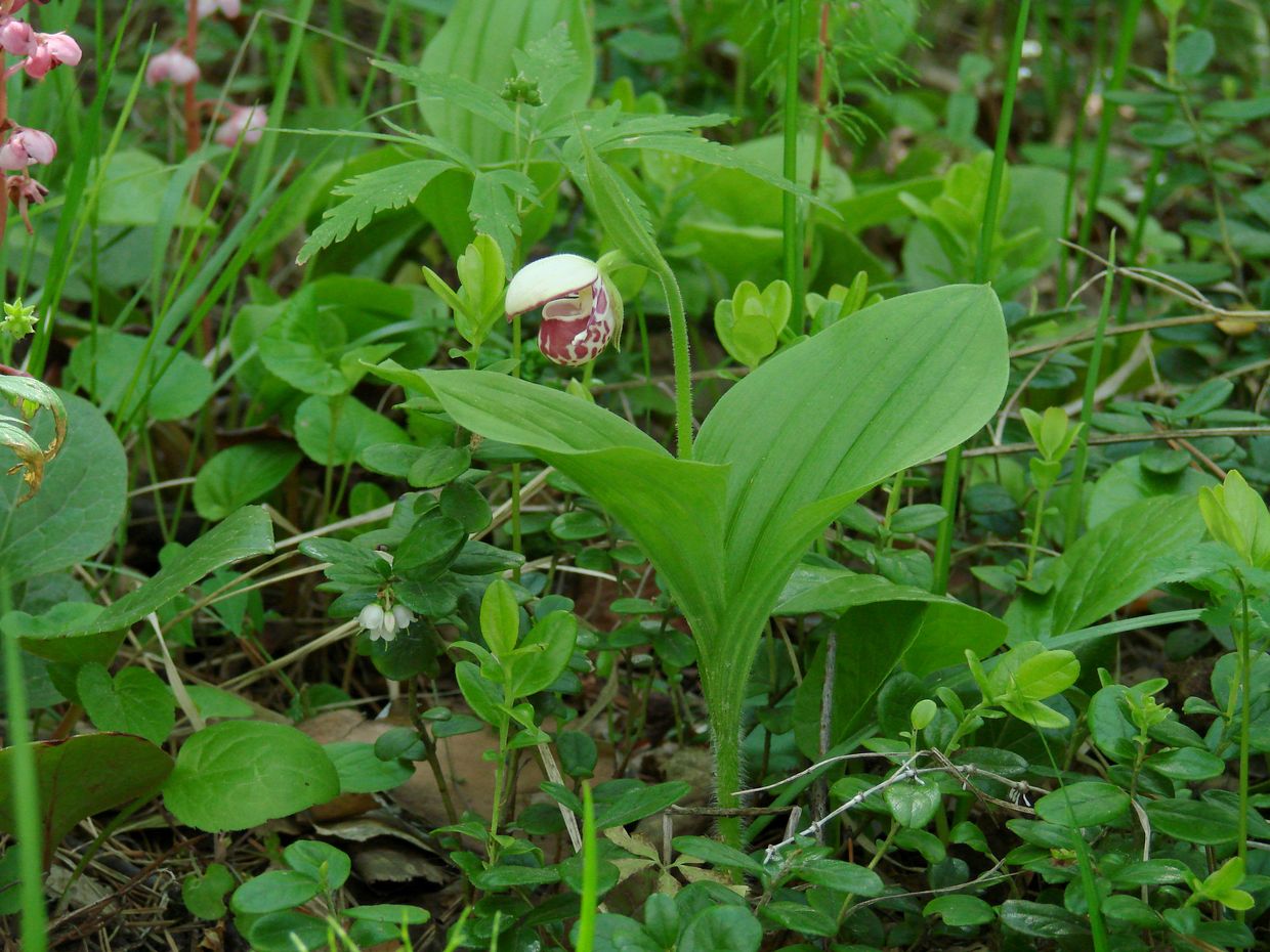 Image of Cypripedium guttatum specimen.