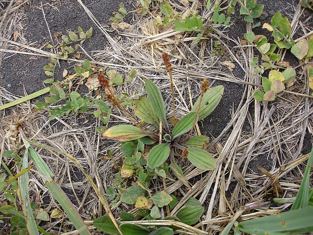 Image of Plantago camtschatica specimen.