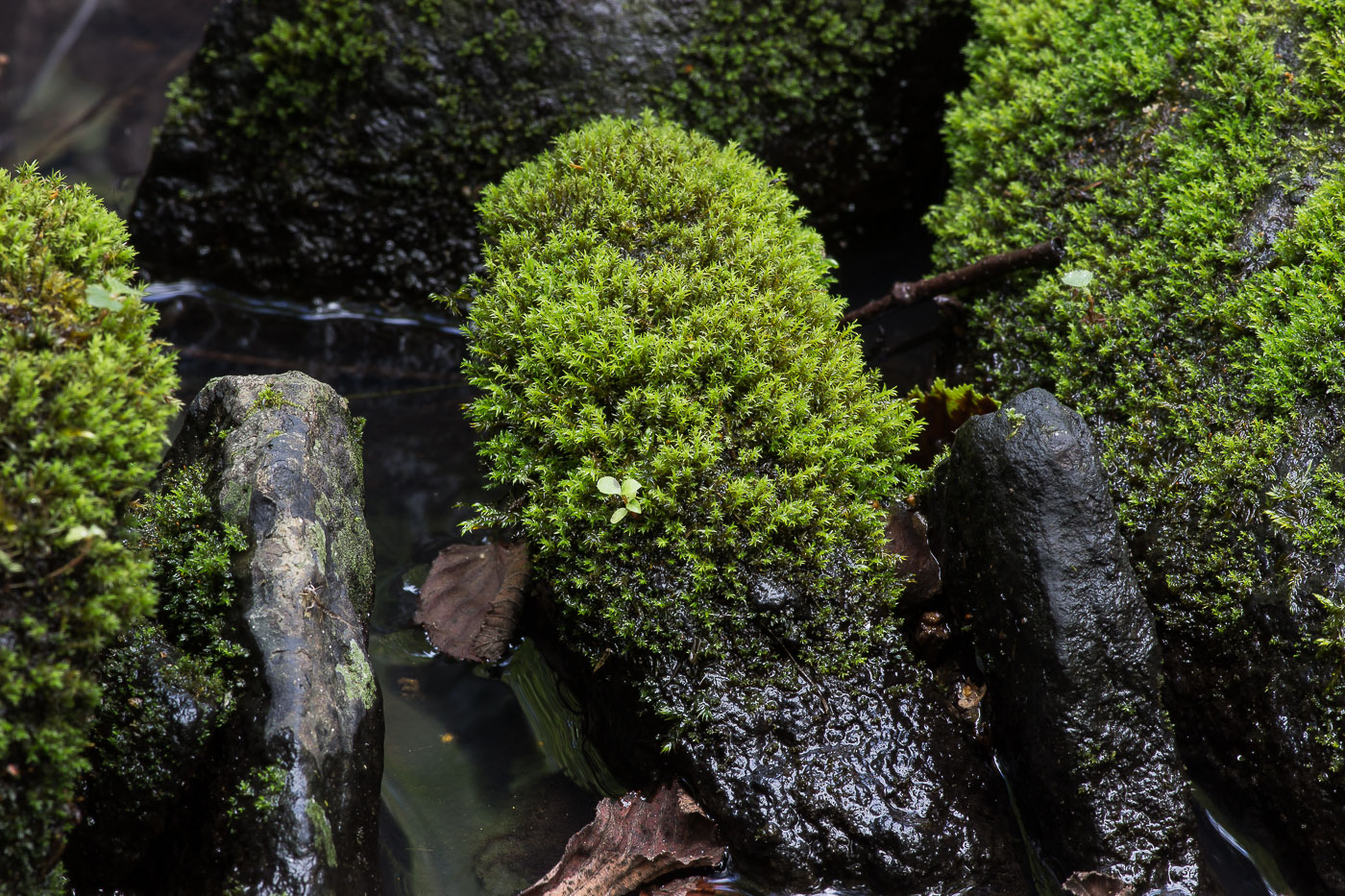 Image of class Bryopsida specimen.