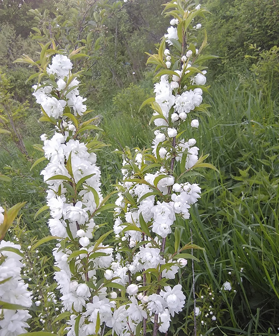 Изображение особи Cerasus glandulosa.