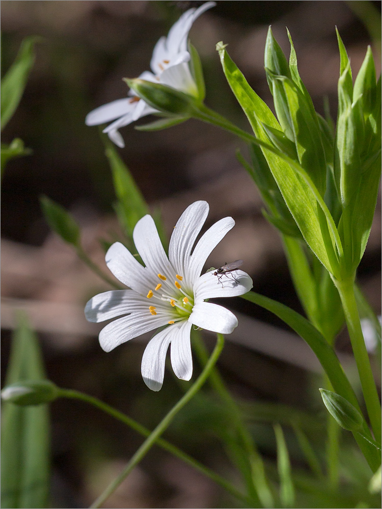 Image of Stellaria holostea specimen.