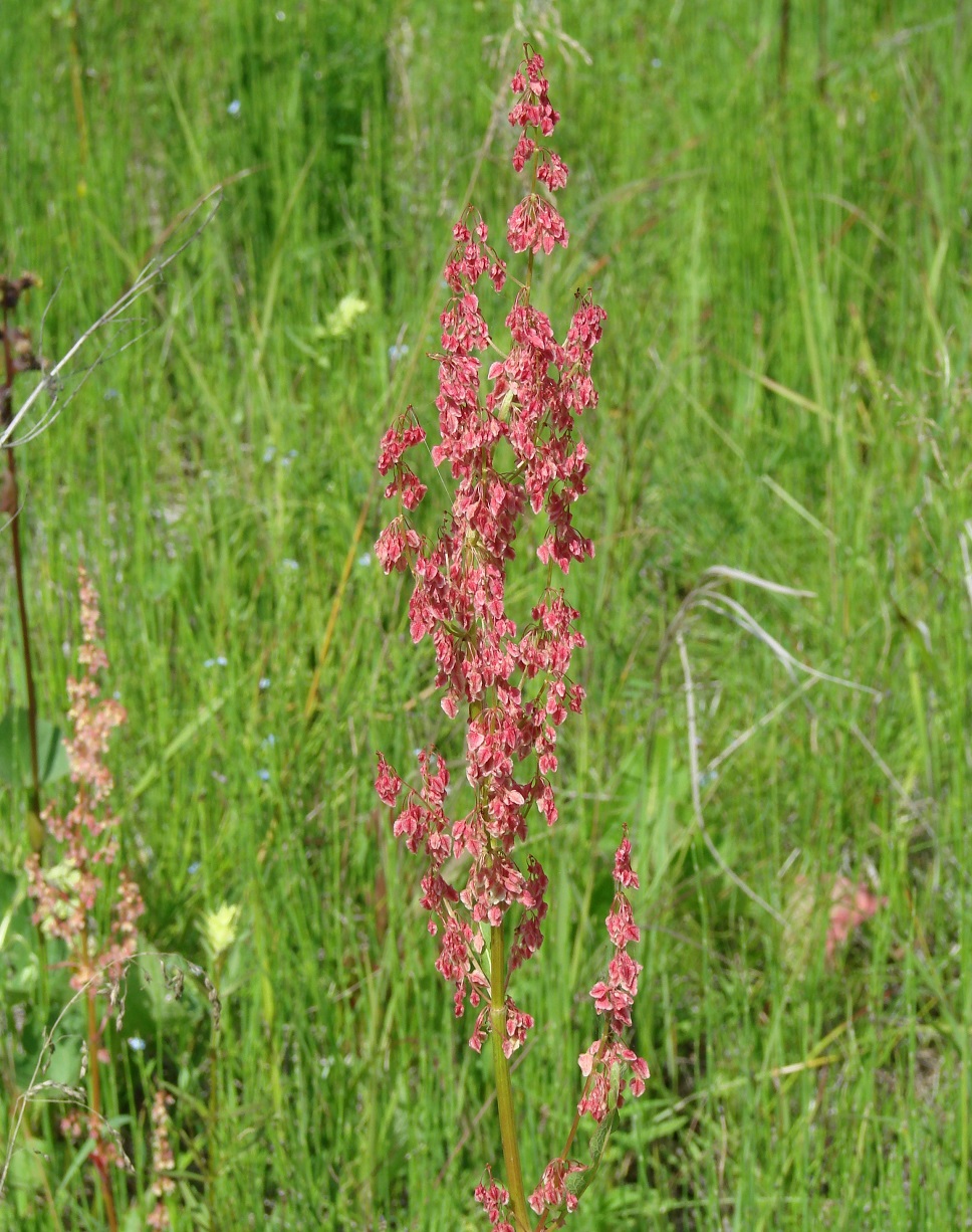 Image of Rumex aquaticus specimen.