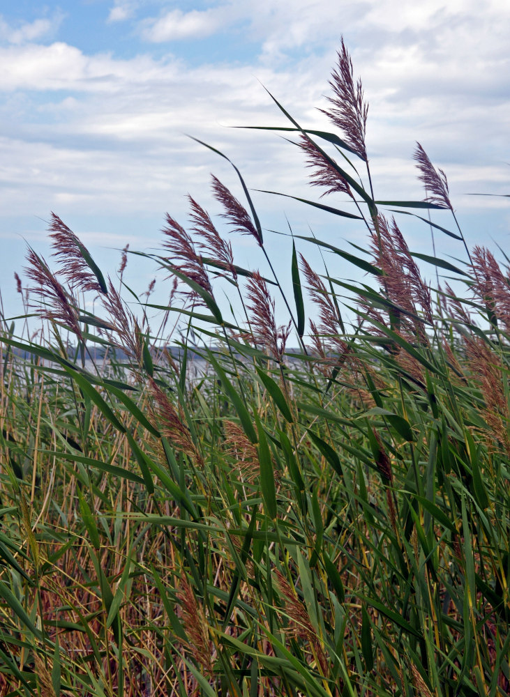 Изображение особи Phragmites australis.