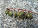 Astragalus brachytropis