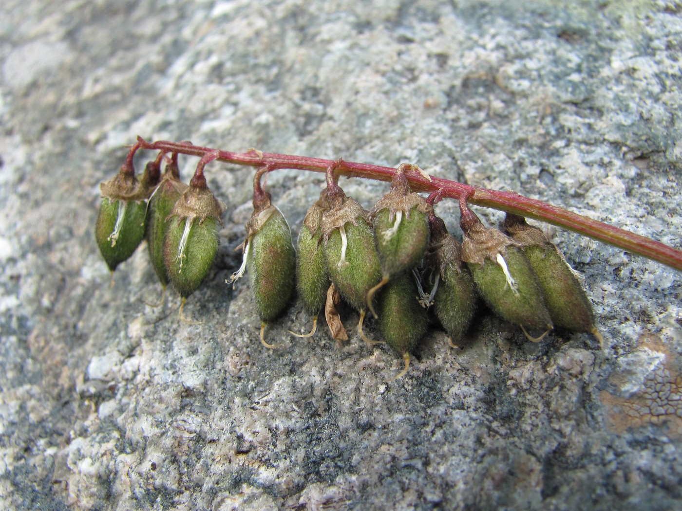 Изображение особи Astragalus brachytropis.