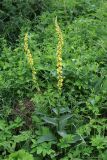 Verbascum nigrum