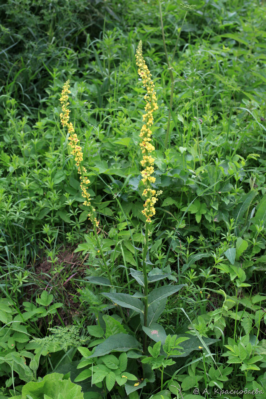 Изображение особи Verbascum nigrum.