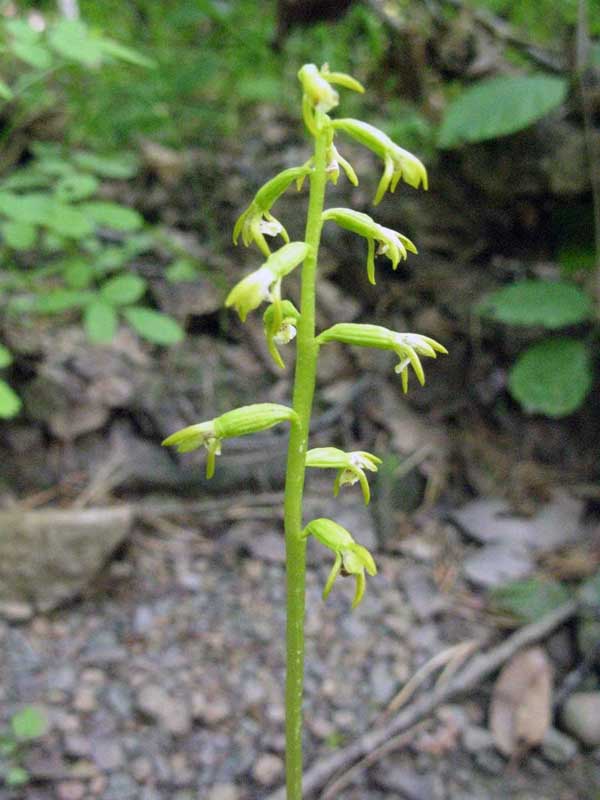 Изображение особи Corallorhiza trifida.