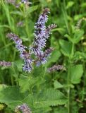 Salvia verticillata. Верхушка цветущего растения. Краснодарский край, МО г. Новороссийск, окр. пос. Верхнебаканский, смотровая площадка на подъёме к перевалу \"Волчьи ворота\". 03.06.2019.