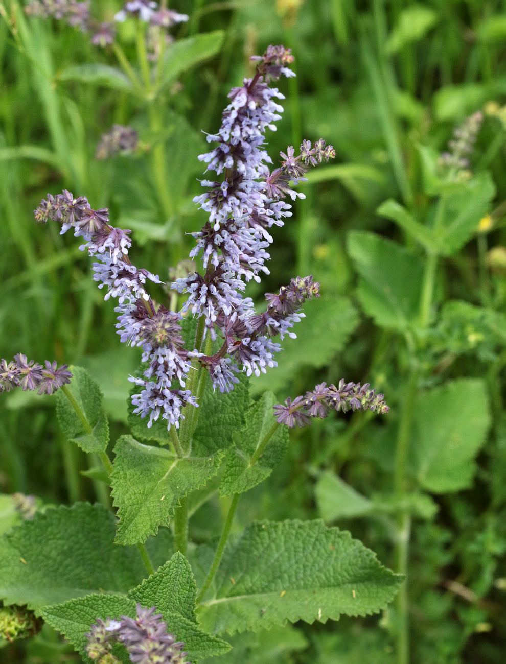 Image of Salvia verticillata specimen.