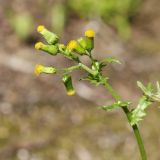 Senecio vulgaris. Верхушка побега с соцветиями. Санкт-Петербург, Старый Петергоф, парк \"Сергиевка\", замшелая площадка с утрамбованным субстратом около закрытого лабораторного здания. 01.08.2020.