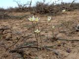 Tulipa buhseana