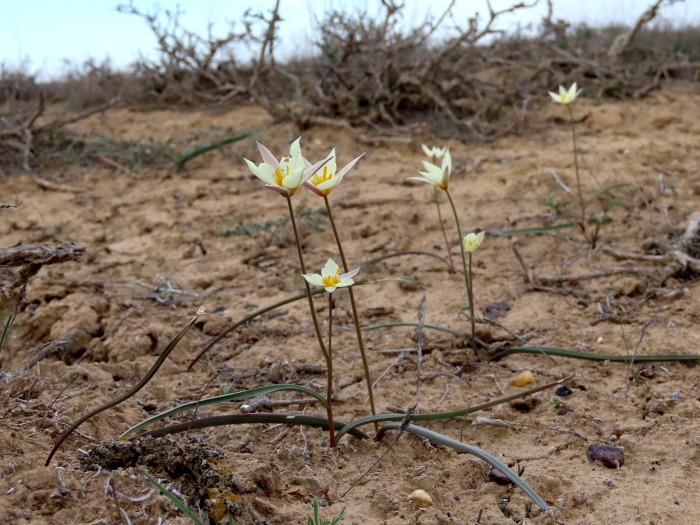 Image of Tulipa buhseana specimen.