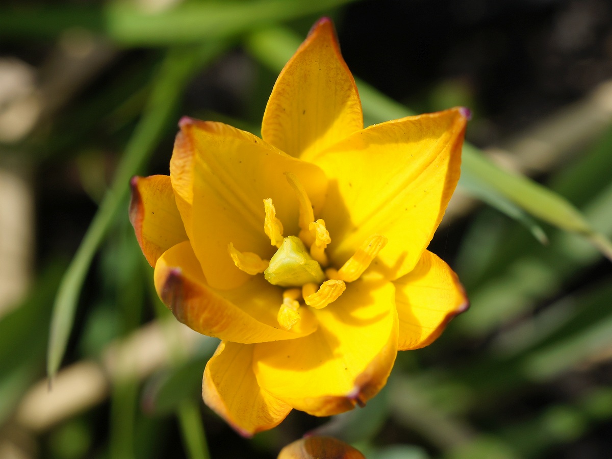 Image of Tulipa biebersteiniana specimen.