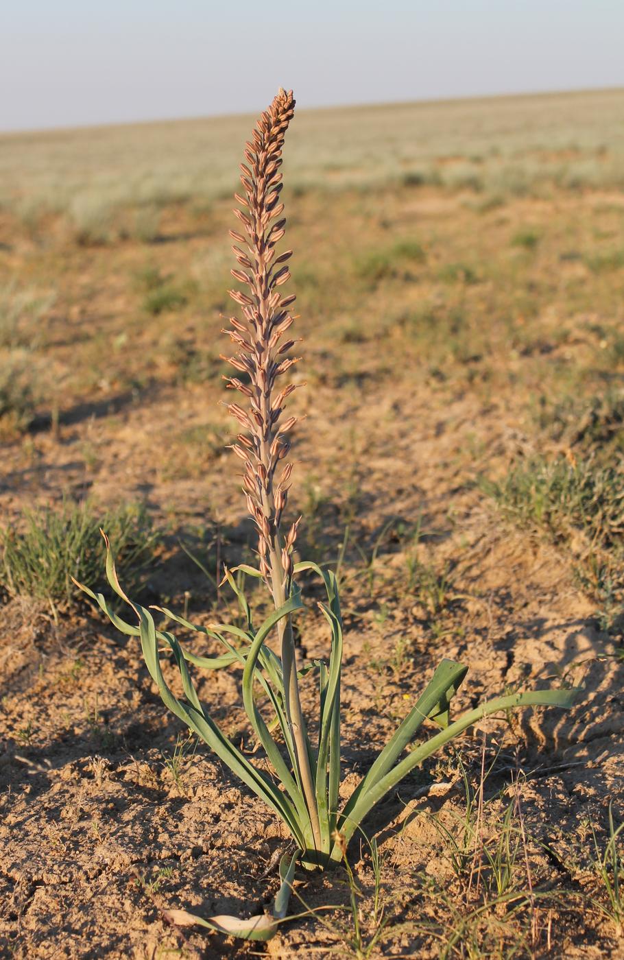 Изображение особи Eremurus inderiensis.