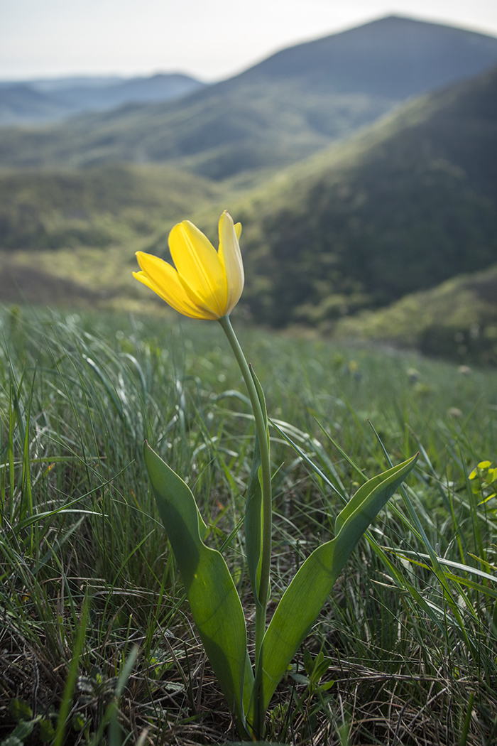 Изображение особи Tulipa suaveolens.