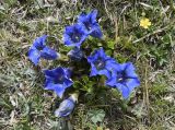 Gentiana alpina. Цветущие растения. Испания, автономное сообщество Каталония, провинция Жирона, комарка Рипольес, муниципалитет Сеткасес, курорт \"Вальтер 2000\", ≈2200 м н.у.м., каменистый луг. 01.06.2021.