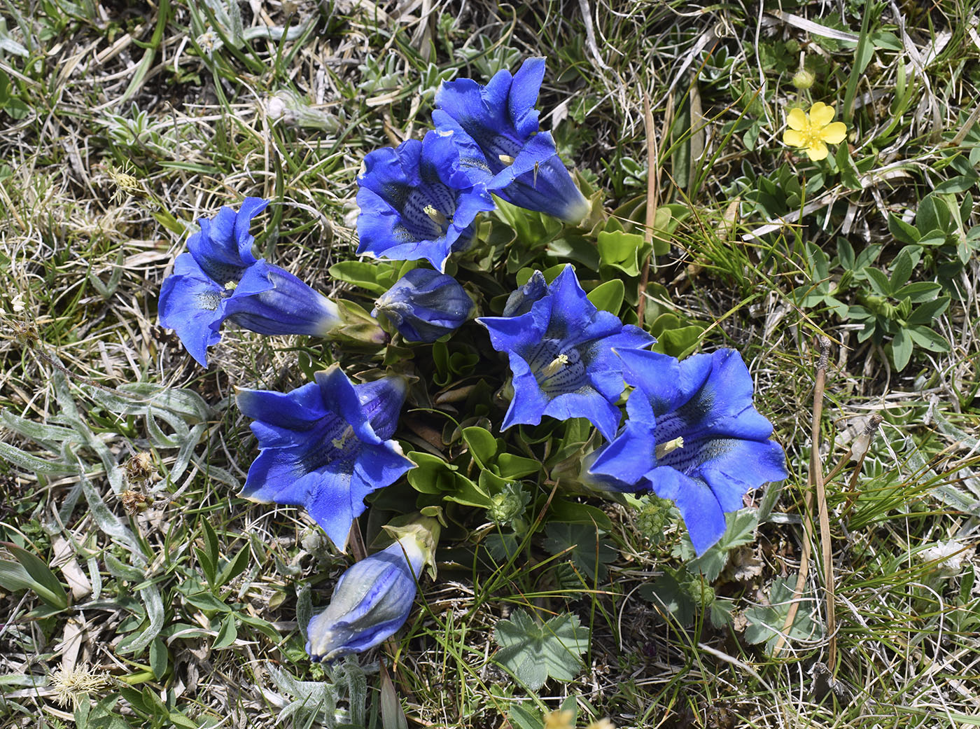 Изображение особи Gentiana alpina.