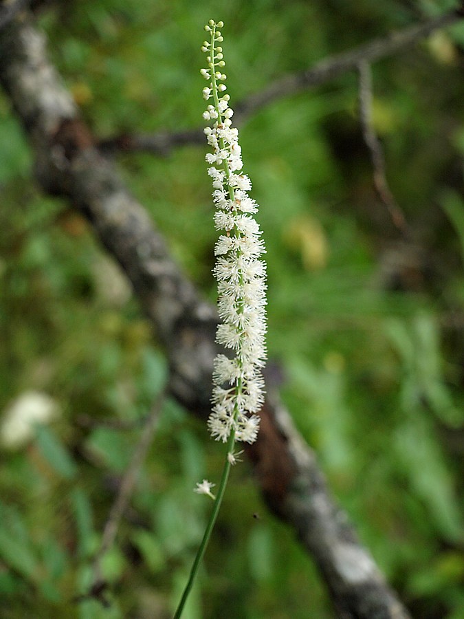 Image of Cimicifuga simplex specimen.