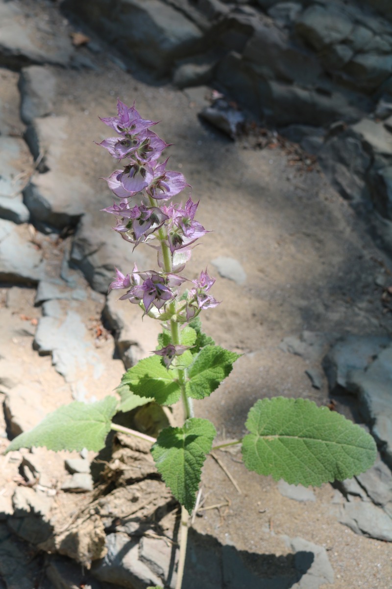 Image of Salvia sclarea specimen.