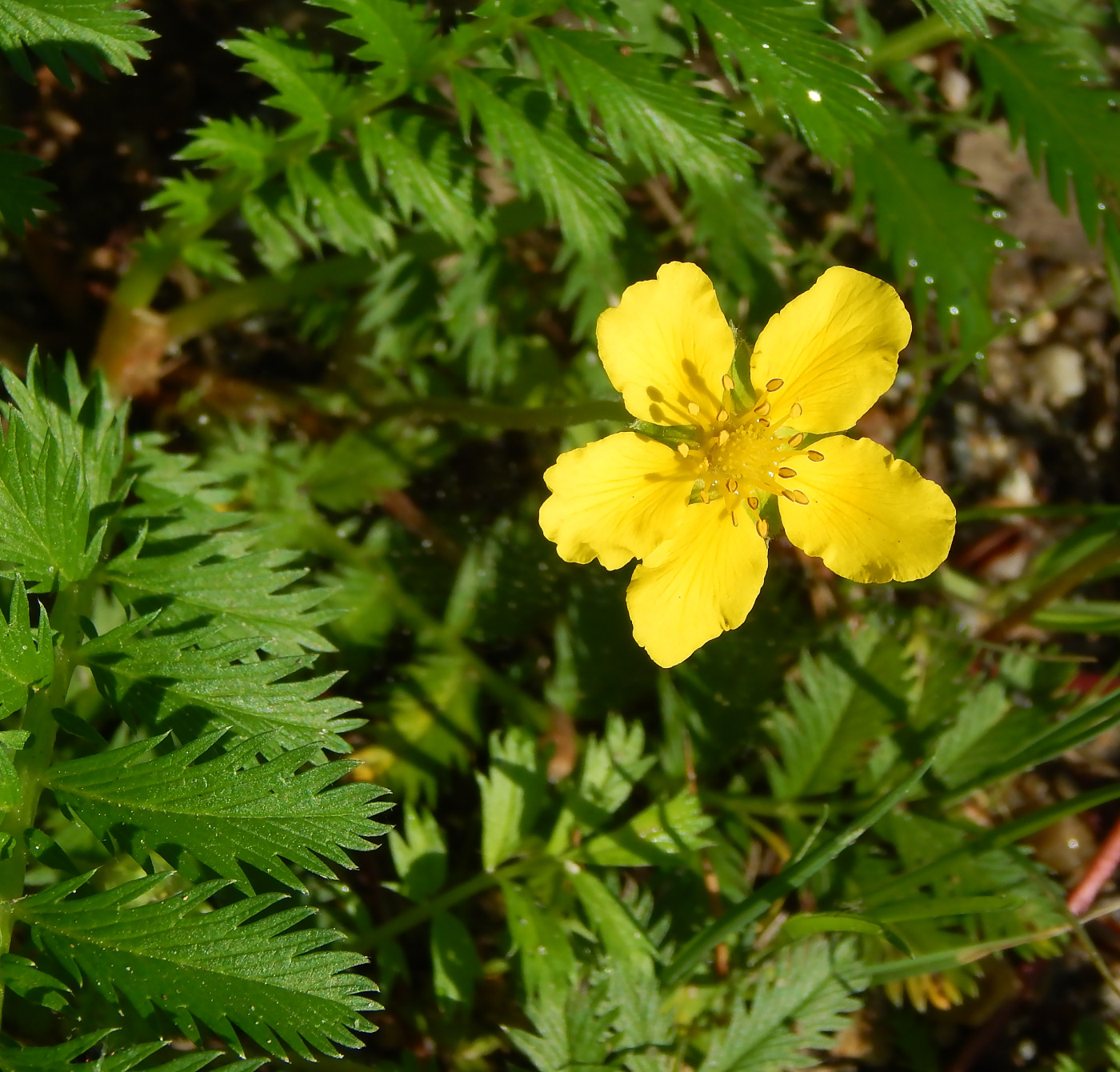 Изображение особи Potentilla anserina.