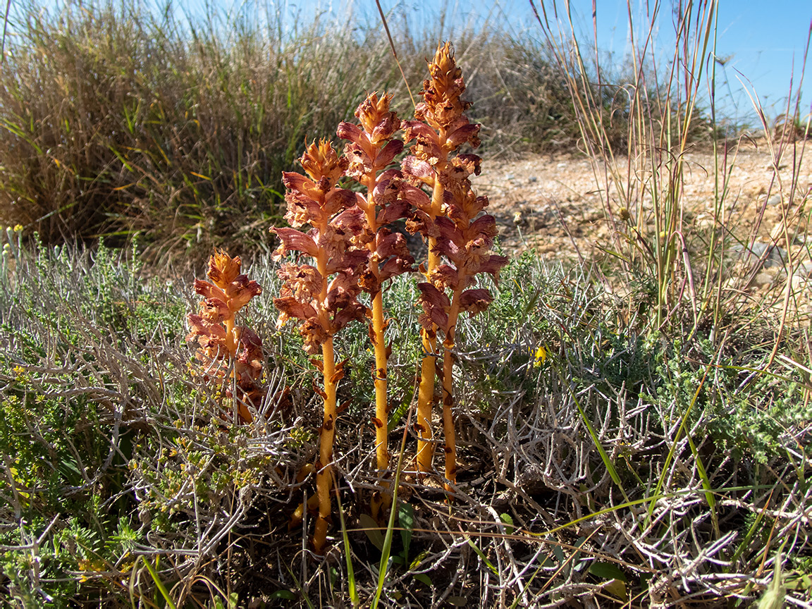 Image of Orobanche alba specimen.