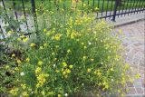 Senecio inaequidens