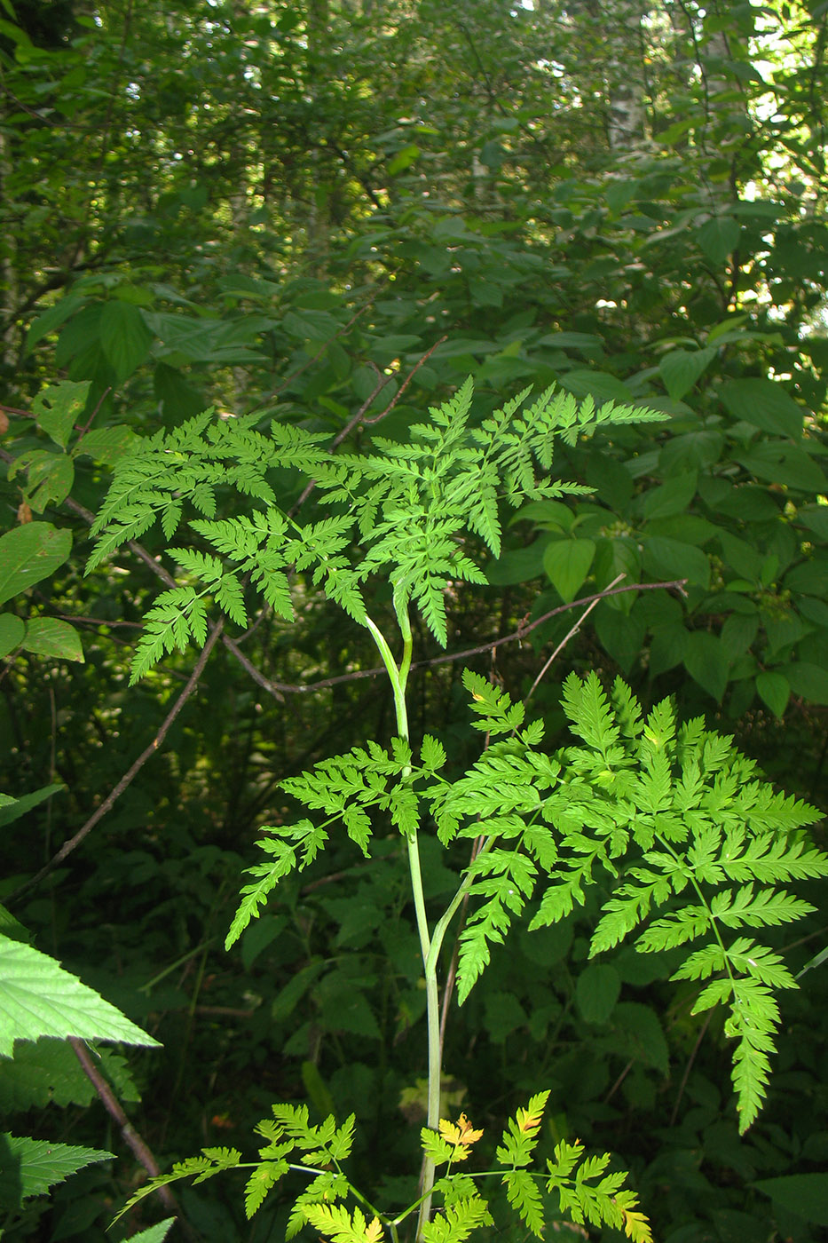 Image of Conioselinum tataricum specimen.