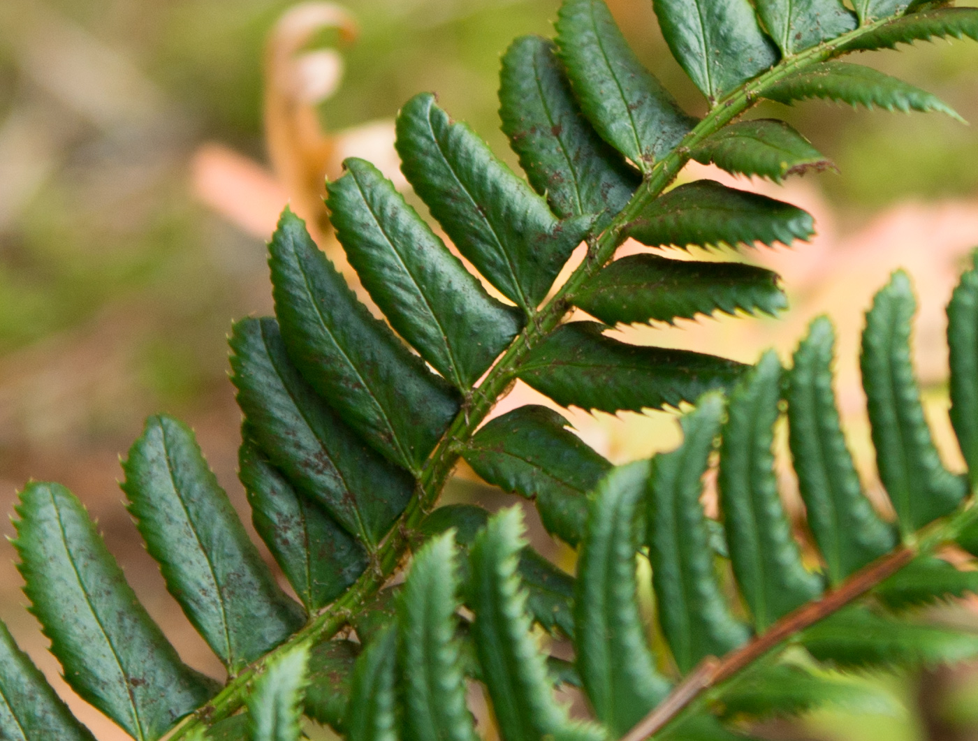 Изображение особи Polystichum lonchitis.