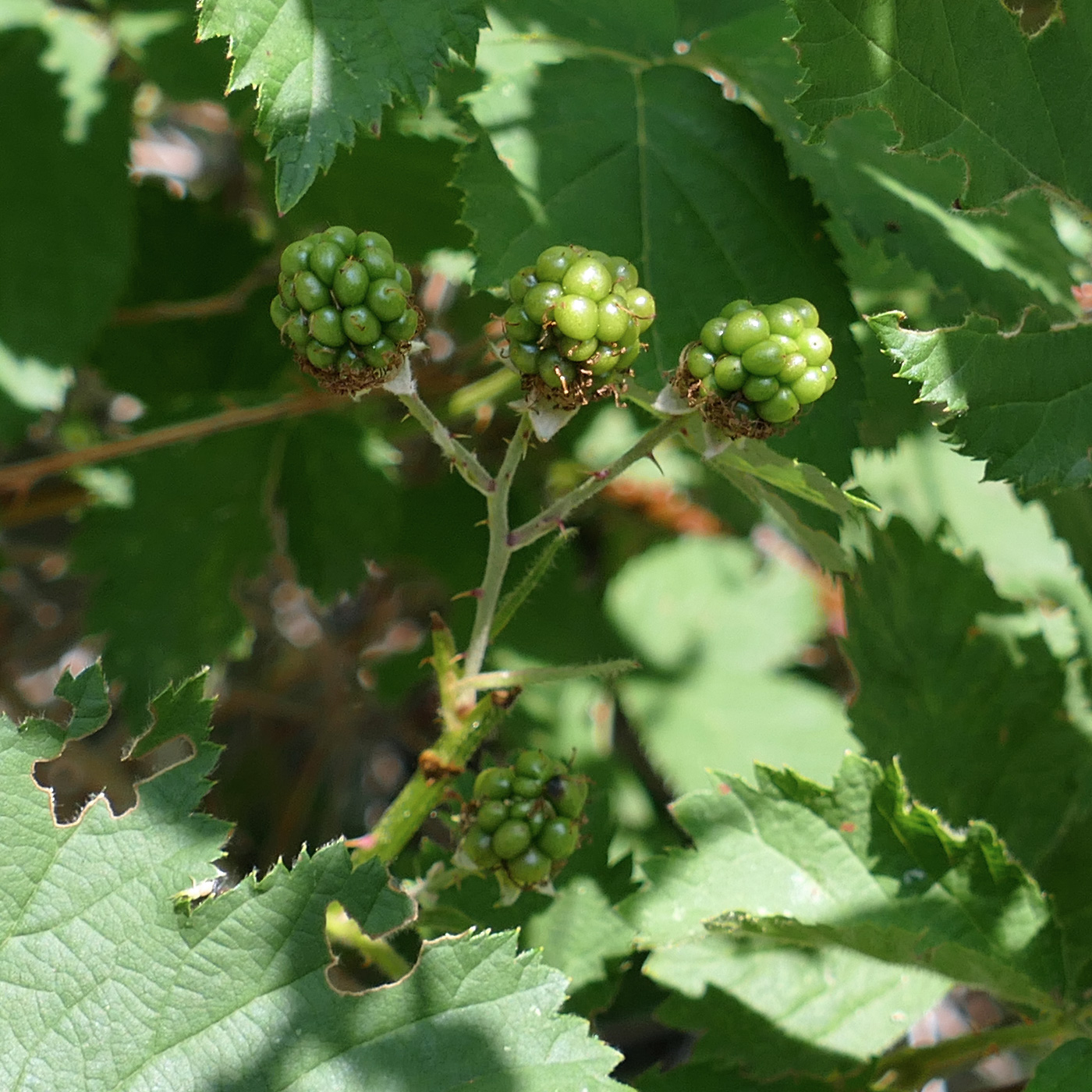 Изображение особи Rubus tauricus.