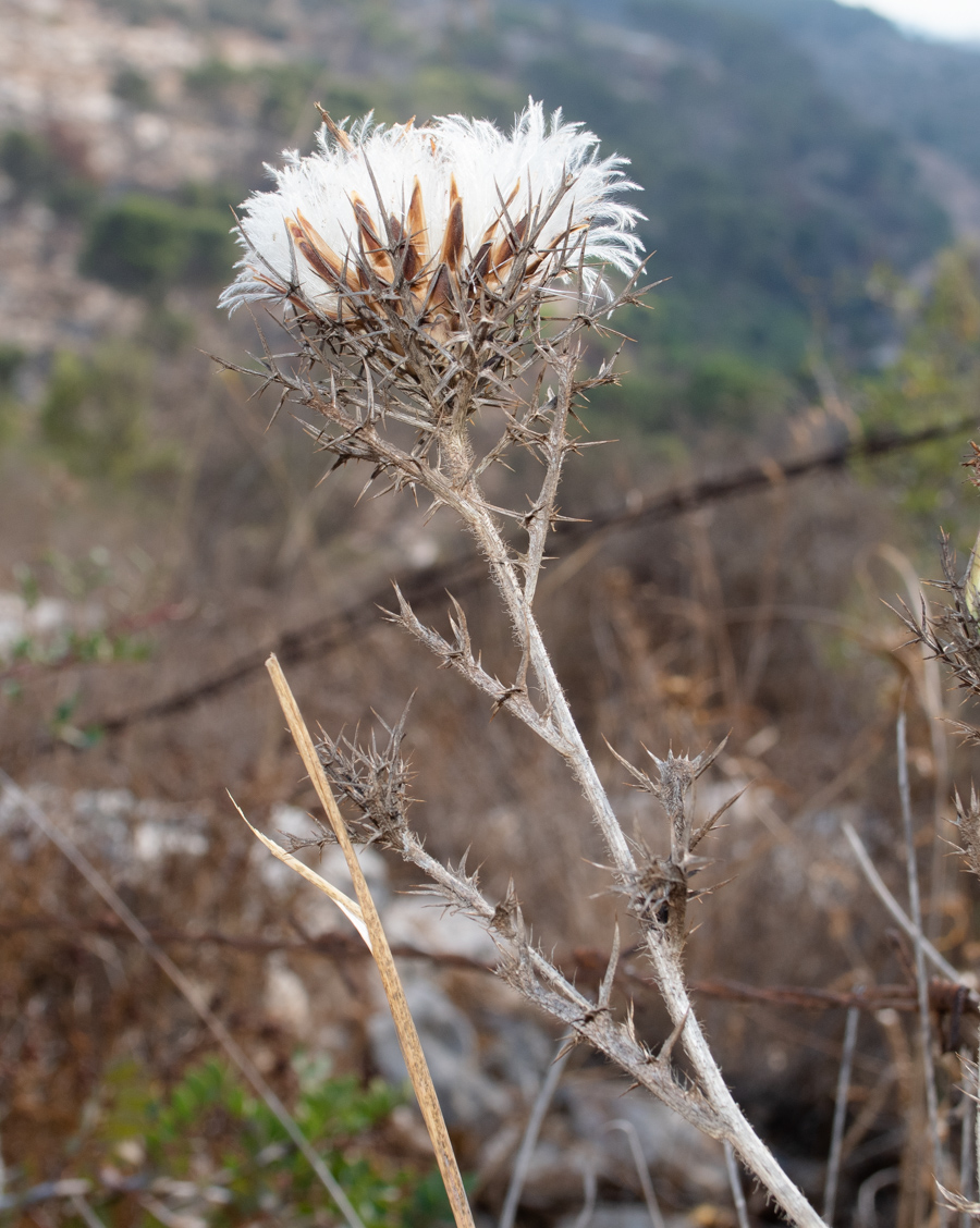 Image of Carlina comosa specimen.